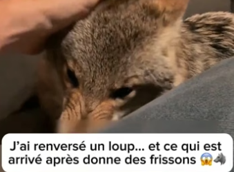 P0705028_J’ai renversé un loup… et ce qui est arrivé après donne des frissons �� PARTIE 2