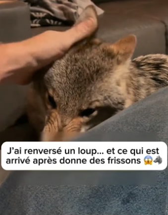 P0705028_J’ai renversé un loup… et ce qui est arrivé après donne des frissons �� PARTIE 2