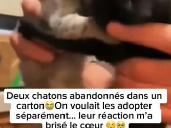P0705027_Deux chatons abandonnés dans un carton�On voulait les adopter séparément… leur réaction m’a brisé PARTIE 2