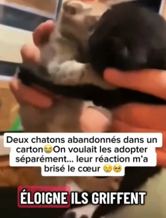 P0705027_Deux chatons abandonnés dans un carton�On voulait les adopter séparément… leur réaction m’a brisé PARTIE 2