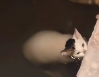 H0205010_cat fell into water PART 2