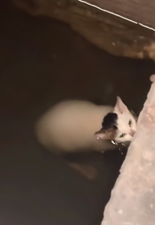 H0205010_cat fell into water PART 2