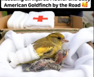 B3004009_Rescuing an Injured mother and baby American Goldfinch by the road ��� PART 2