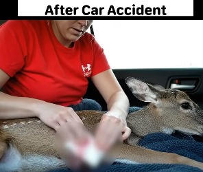 B3004010_Rescue of An Injured Fawn After Car Accident � PART 2
