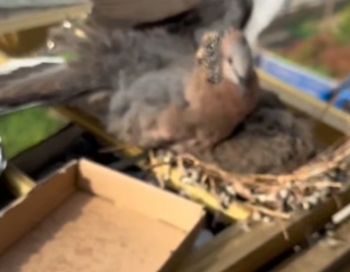 T1105015_the story of a girl who helps an egg and a bird family and happy ending � PART 2