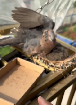 T1105015_the story of a girl who helps an egg and a bird family and happy ending � PART 2