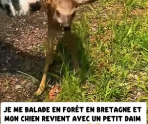 P0106011_Je me balade en forêt en Bretagne et  mon chien revient avec un petit daim  qui le suit �� PART 2