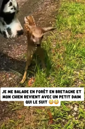 P0106011_Je me balade en forêt en Bretagne et  mon chien revient avec un petit daim  qui le suit �� PART 2