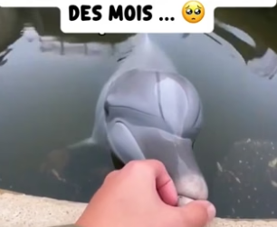 P0106010_Je trouve Un dauphin  abandonné dans un parc  aquatique fermé… � PART 2