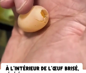 P0106008_Pendant la ponte, ma tortue a  accidentellement cassé l’un de  ses œufs… �� PART 2