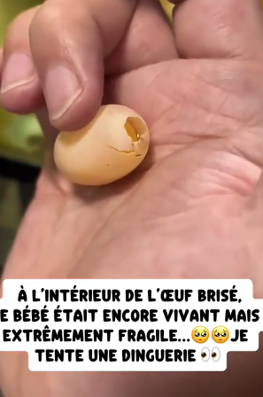 P0106008_Pendant la ponte, ma tortue a  accidentellement cassé l’un de  ses œufs… �� PART 2