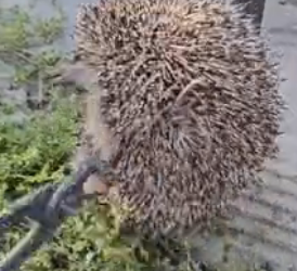 B0106010_Man rescued a hedgehog stuck in fence and then PART 2