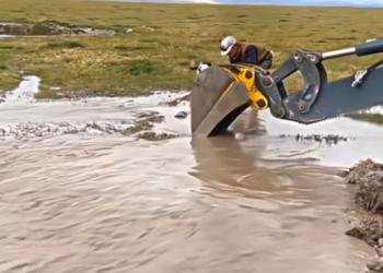 N0106011_this poor horse was already beyond hope of being rescued, but these people helped him. ❤️� PART 2