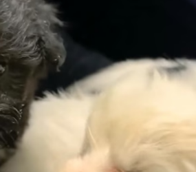 N0106008_112K views 8.4K reactions A mother dog her puppies plea stole my heart, then…