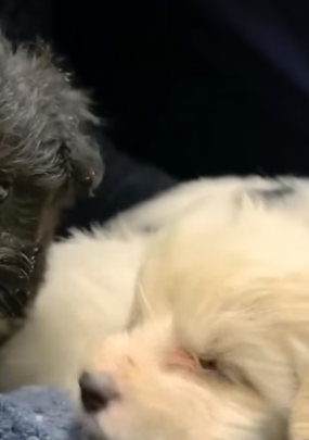 N0106008_112K views 8.4K reactions A mother dog her puppies plea stole my heart, then…