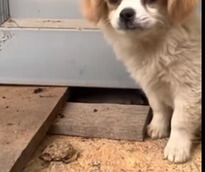 N0106012_87K views 5.2K reactions Rescuing an abandoned puppy on side of road on a freezing winte
