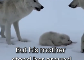 S0106008_His Mother Protect Him From His Father PART 2