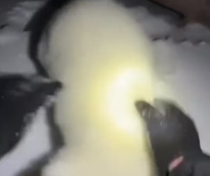 S0206001_On my way back from the job site at night then I found a cub in danger…PART 2