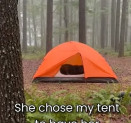 S2805004_Mother Wolf Give Birth On My Tent part 2