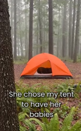 S2805004_Mother Wolf Give Birth On My Tent part 2