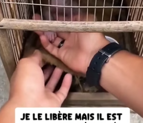 P0106016_Au Vietnam, je découvre un  bébé singe enfermé dans une  cage sur un marché… ��PART 2