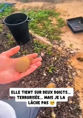 P0106015_Je trouve une tortue minuscule  dans mon poulailler ��PART 2