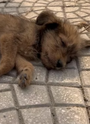 N0106006_reactions Under scorching sun, a lost, exhausted puppy fell asleep by road PART 2