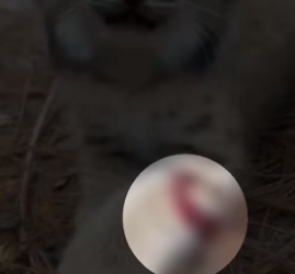 S0106015_I saved A Baby Lynx From A Wolf Pack Part 2