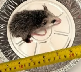 B0106016_Girl adopted an abandoned baby opossum and then Part 2