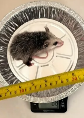 B0106016_Girl adopted an abandoned baby opossum and then Part 2