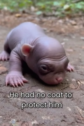 S2805021_Abandoned By His Mother For Born Bald PART 2