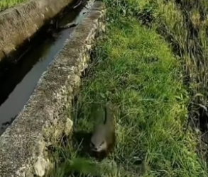 P0406001_Une loutre attrape le pied de  ma fille… et insiste pour qu’on  la suive �� PART 2
