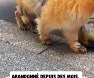 P0406002_Je découvre un chat errant  gravement malade… et la  vérité me choque � PART 2
