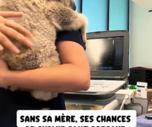 P0406004_Je tombe sur un bébé koala seul au  bord de la route en Australie… � PART 2