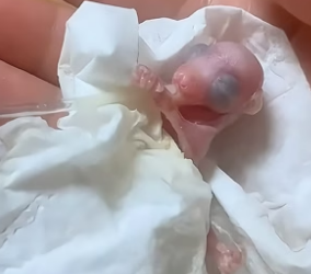 G0106004_This couple saved two orphaned baby sugar gliders and gave them a lot of love PART 2