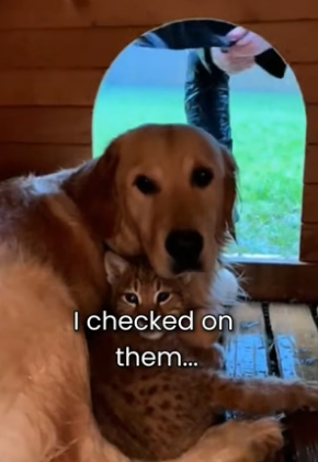 S2805009_My Dog Saved A Freezing Baby Lynx PART 2