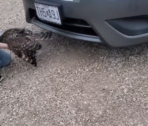 B0106017_This couple rescued an owl stuck in car and adopted it PART 2