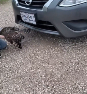 B0106017_This couple rescued an owl stuck in car and adopted it PART 2
