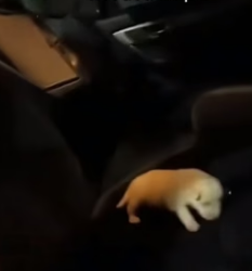 C2805014_A raccoon walked up to me…holding a tiny puppy�❤️ PART 2