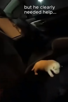 C2805014_A raccoon walked up to me…holding a tiny puppy�❤️ PART 2