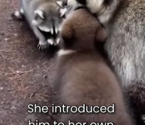 S2505006_Raccoon Mom Adopts A Bear Cub ❤️ PART 2