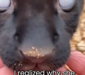 S2505003_My Cat Saved A Blind Little Jaguar � PART 2