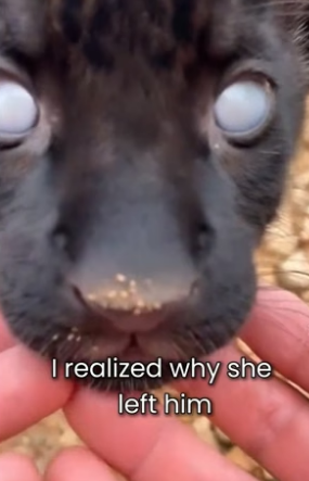 S2505003_My Cat Saved A Blind Little Jaguar � PART 2