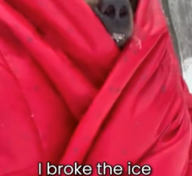 S2505009_I Saved Bear Cub With Frozen Ears PART 2