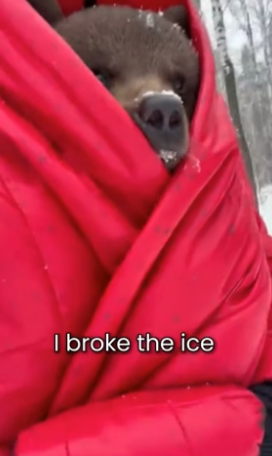 S2505009_I Saved Bear Cub With Frozen Ears PART 2