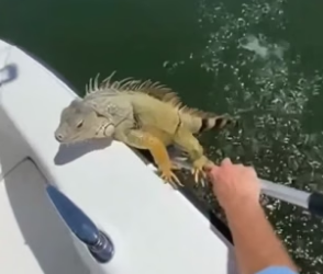 N0406011_The Exhausted Iguana Grabbed His Paddle To Survive �PART 2