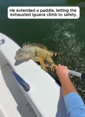 N0406011_The Exhausted Iguana Grabbed His Paddle To Survive �PART 2