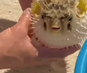 N0406013_He Found A Puffed-Up Fish & Took It Home � Part 2