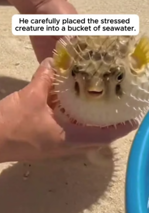 N0406013_He Found A Puffed-Up Fish & Took It Home � Part 2
