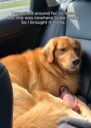 C2805019_I thought it was just a mouse…I was so wrong �❤️‍� PART 2